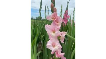 Fresh Cut Pink Event Gladiolus Flowers (Lightning Pink Gladiolus)