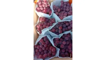 Green Red Global Grapes Fresh Sweet Juicy Fruits Sunshine Muscat Dubai Market1