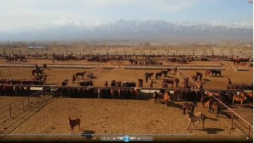 The Horse Farm