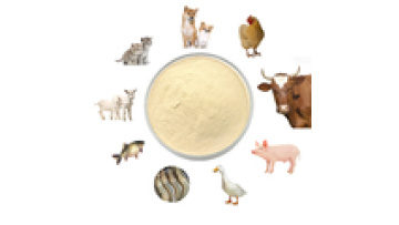 Wholesale Probiotic Manufacturer: Feed Grade Fish Growth Booster Lactobacillus Plantarum Probiotic Powder1