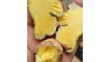 Fresh organic ginger