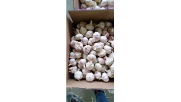 white garlic.mp4