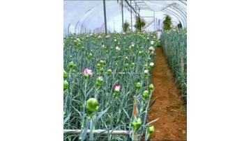 Single-headed carnation purple elf