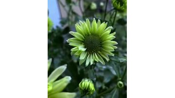 Spray chrysanthemum green elf