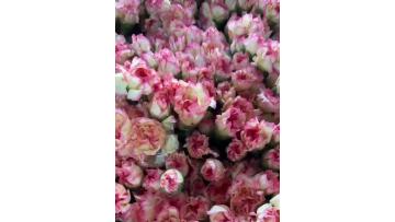 Bride Charm Carnation