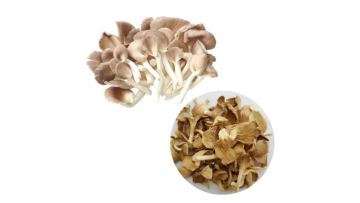 Premium Pleurotus Ostreatus Spawn