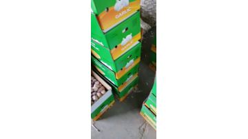 normal white garlic in 10 kg carton