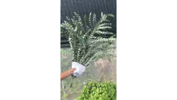 Fresh Cut Small Leaf Eucalyptus Bunches Multi-Branched Greenery Foliage Wholesale for Florists