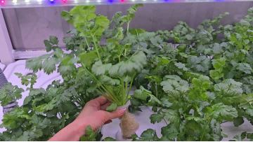 Interior of the vegetable container 3