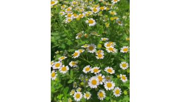 Spray chrysanthemum chamomile