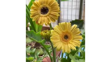 Ｇerbera Qingzi