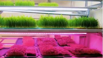 container greenhouse (2)