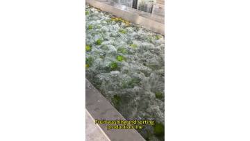 Citrus Cleaning and Sorting Line Fruit Processing 