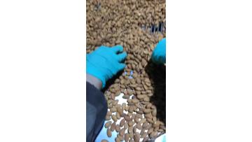 almond kernel