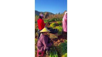 Fresh Ginger Harvest