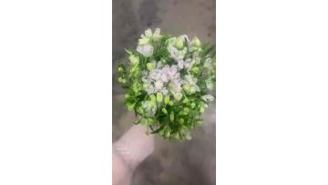 Premium Wholesale Fresh Cut Flowers White Little Delphinium Larkspur for Wedding Decoration
