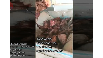 Tuna Waste Head Tail Entering Crusher