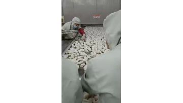 Impact plate belt tunnel freezer for cuttlefish