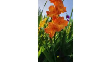 Fresh Cut Orange Gladiolus Flowers  Premium Orange Gladiolus for Event & Wedding Decor