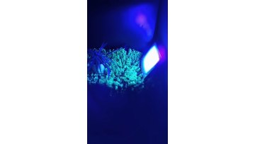20W IP66 LED UV Floodlight with Plug Perfect for Neon Glow, Blacklight Party, Stage Lighting, Fishing, Aquarium, DJ Disco1