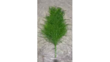 Wholesale Fresh Ming Fern Foliage Grade A Asparagus Fern Greenery Direct from Farm