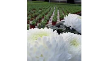 Standard Peony chrysanthemum