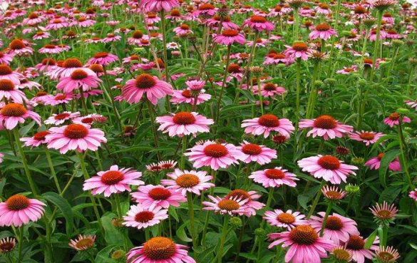 Echinacea Herb Extract Bulk