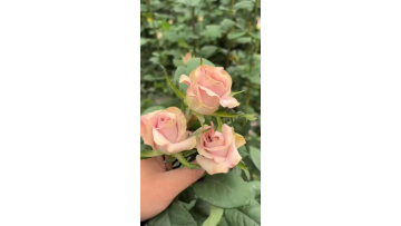 Manta rose farm