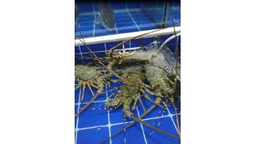 Fresh seafood on market ! 