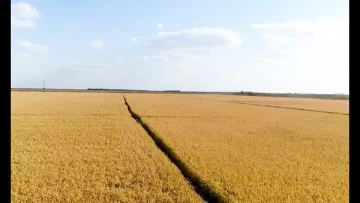 Grains of rice Factory video7