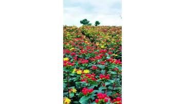Fresh Cut Flower Hypericum for Bouquet Arrangement