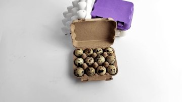 pulp quail egg cartons biodegradable quail egg carton1