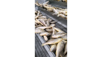 whole production line for IQF yellow fish