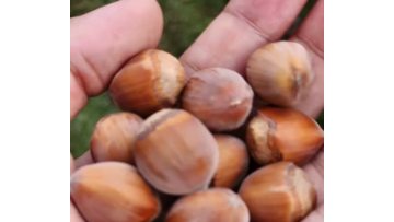 Wild Natural Flavor Hazelnuts