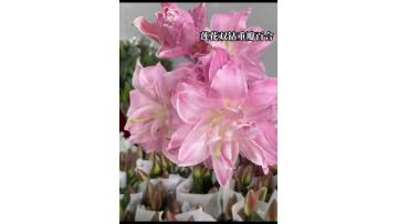 Double Diamond Double lily