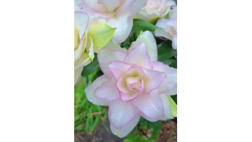Ice Beauty double lily