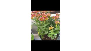 Spray Linglong little chrysanthemum