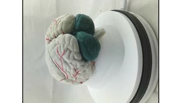 brain model 已修改
