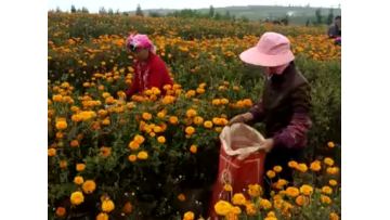 Marigold Flower