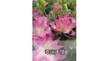 Lucky Angel Double Oriental Lily