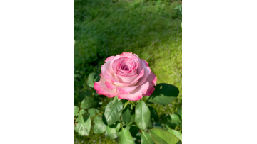 Glamorous rose farm