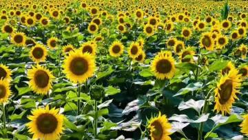Wholesale Fresh Cut Sunflowers with Black Center