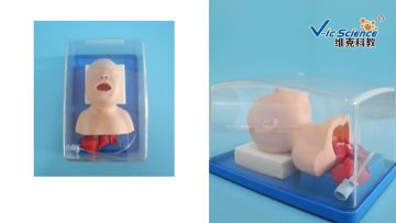 Neonate Trachea Intubation Training Model 
