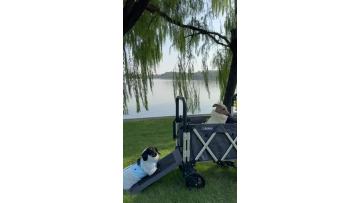 A City Walk with a Small Pet Stroller