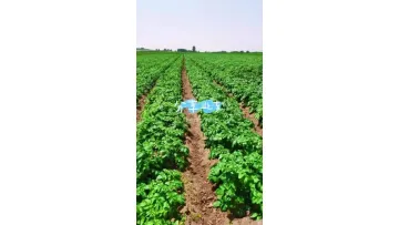 Fresh Yellow Clean Natural Potato1