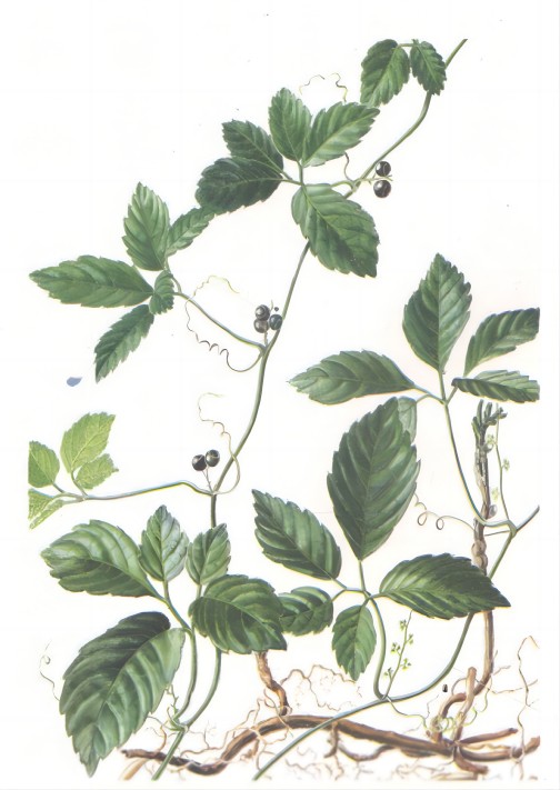 Gynostemma Extract