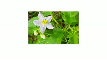 Belladonna Plant