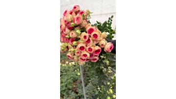 Midnight Magic Spray Rose