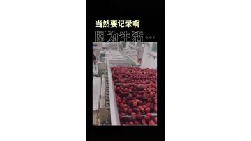 IQF red bayberry