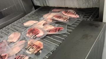spiral freezer for fish fillets output